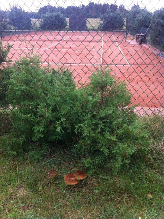 Domek Letniskowy Z Kortem Tenisowym Karwia Ostrowo Ostrowo  Bagian luar foto